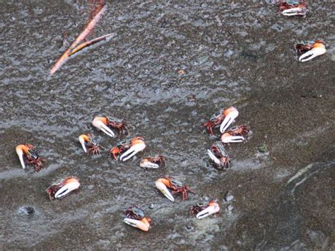 Adventures With The Naked Hermit Crabs 2016 Free Guided Walks At Chek Jawa Boardwalk With The