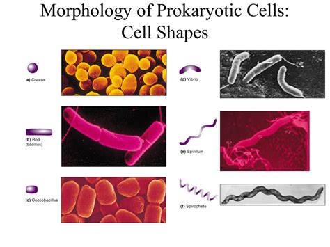 Morphology Of Prokaryotic Cells Cell Shapes