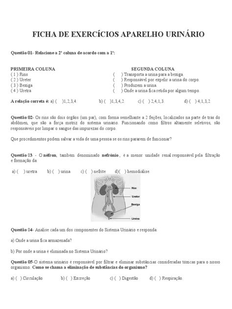 Exercicios De Sistema Urinario - Exercícios sobre o Sistema Urinário | PDF | Sistema urinário | Rim
