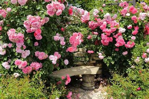 Climbing Or Rambler Roses For My Garden