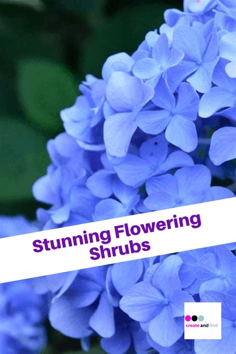 List Of Stunning Flowering Shrubs