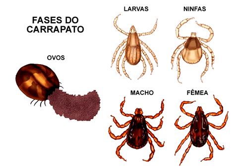 Carrapatos De Onde Vem - Servet | Os Carrapatos