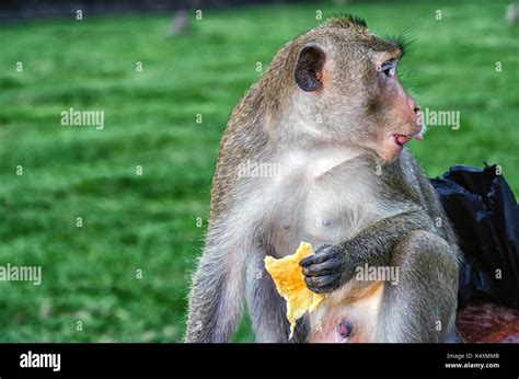 Cambodian long-tail monkey Stock Photo - Alamy