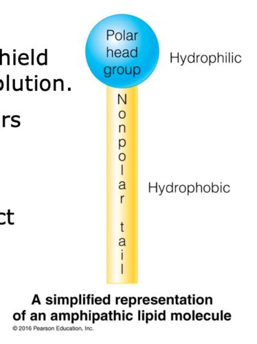 Molecular Structure Of Lipids Hot Sex Picture