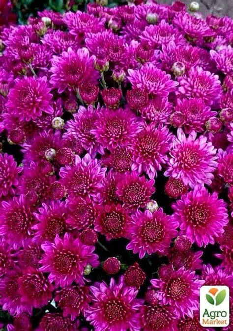 Хризантема "Lobell Purple" (мультифлора рання) купити поштою в Одесі ...