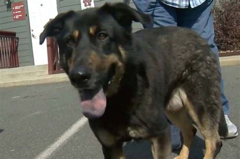 Un perro fue abandonado por una familia homofóbica creyeron que era gay ADN Radio