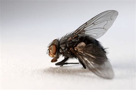house fly pest control  columbia mo