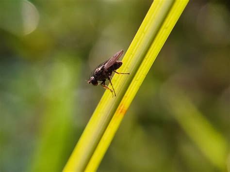 Premium Photo Macro Insect Photography