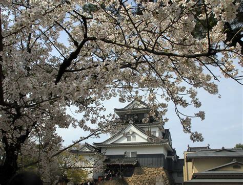 岡崎城公園の桜「東海道一 花見のテーマパーク」 岡崎市 花見特集 花のみごろcom