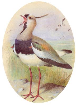 Aves de Manzanares: Tero