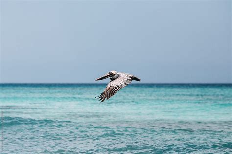 Seagull By Stocksy Contributor Luke Mallory Leasure Stocksy