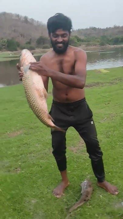 Telangana Fisherman Catching Huge Fish 🐟gaddi Chepa Grassfish