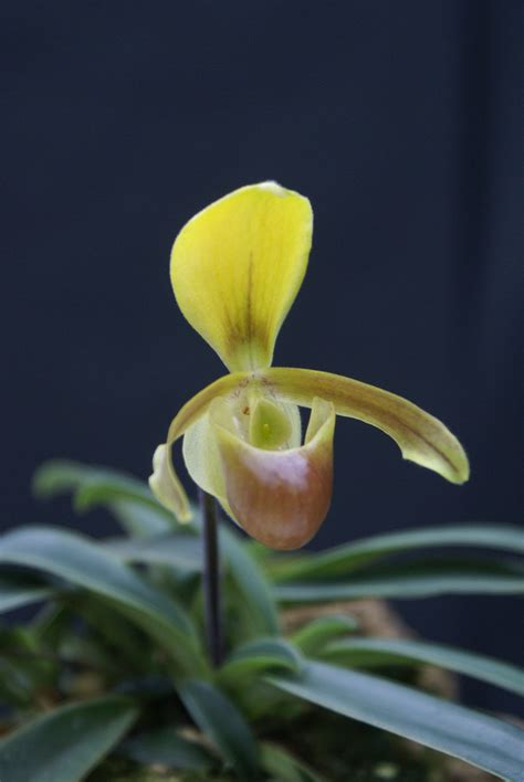 Paphiopedilum