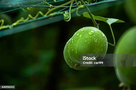 Моморрица Гросвенори Фрукты — стоковые фотографии и другие картинки Луо ...