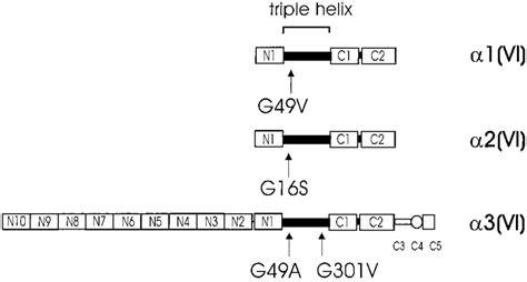 Structure Of The Collagen VI Subunits And Locations Of The Bethlem