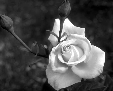 Black And White Rose Drawing Stock Photos Images And Backgrounds For