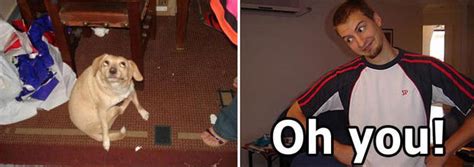 Settled Science Great Tits Have Age Related Defects General Discussion Ar