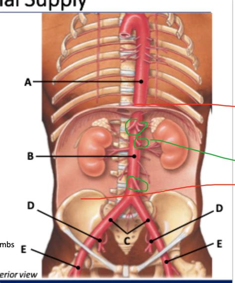 Arterial Supply Abdomin Diagram Quizlet