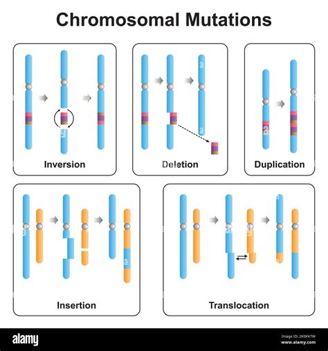 Scientific Designing Of Chromosomal Mutations Types Inversion