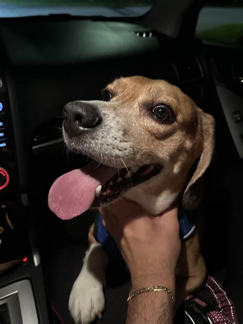 Found Lost Beagle in South Decatur : r/Atlanta