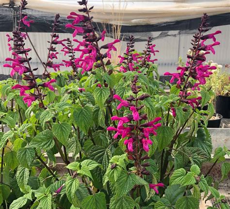 Bodacious® 'Rhythm & Blues' Salvia - Southern Living Plants