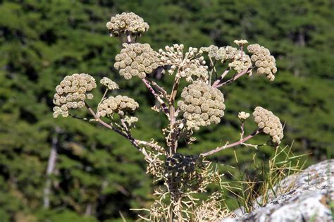 Камеденосные растения примеры - 70 фото