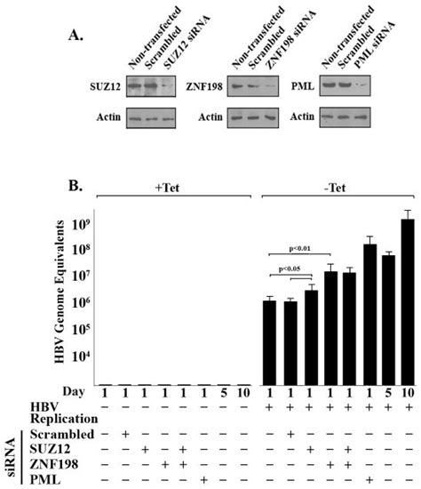 Proteins Znf198 And Suz12 Are Down Regulated In Hepatitis B Virus Hbv