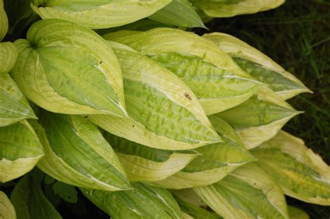 Melsv Yellow Polka Dot Bikini Dariaus G L S