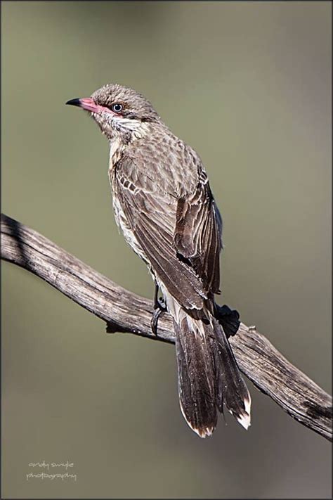 Spiny Cheeked Honeyeater A Beautiful Bird