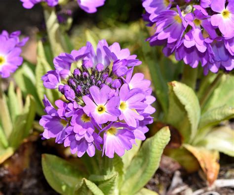 Prímula Aprenda A Cultivar Essa Flor Frágil E Bela Blog Giuliana Flores