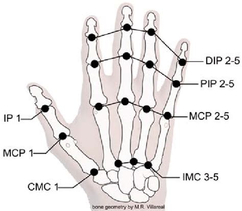 Our Model Covers 18 Joints The Carpometacarpal Cmc Download