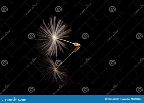 pappus  dandelion flower isolated stock image image  studio