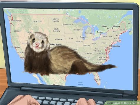 How to Buy a Ferret (with Pictures) - wikiHow