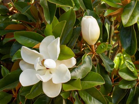 Magnolia Flower Facts Best Flower Site