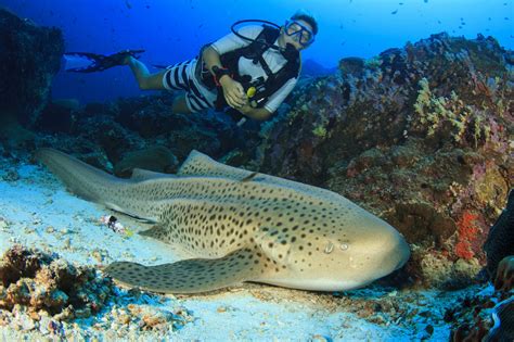 Leopard Shark Zebra Shark Or Both