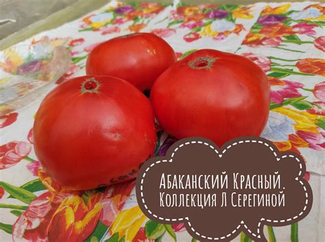 Самые урожайные сорта томатов сезона 2021 | Школа домоводства | Дзен