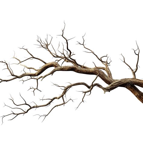 dry tree branches png file broken piece pine png transparent image