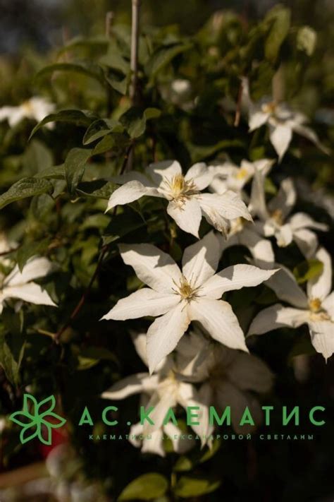 Купить Клематис Роко-Колла (Roko-Kolla) 3х летний — АС-Клематис