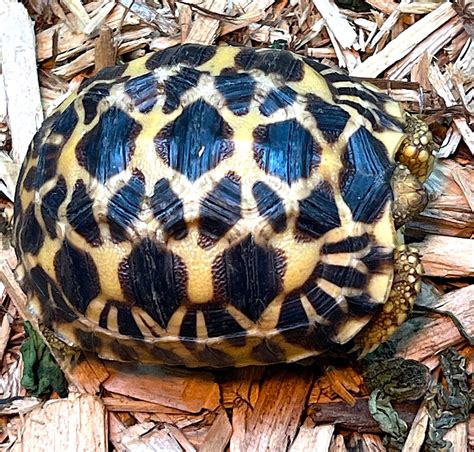 Burmese Star Tortoise Bs11 Reptile Pets Direct
