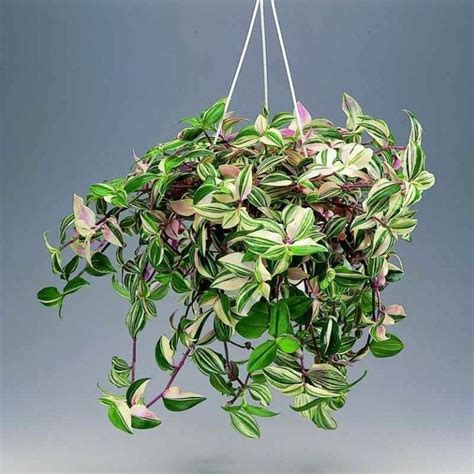 Традесканция зебрина - фото растения, лечебные свойства.