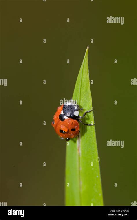 Seven Spot Ladybird Or Seven Spotted Ladybug Coccinella Septempunctata