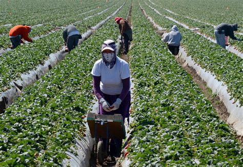 National Farm Workers Association - The Woodstock Whisperer/Jim Shelley