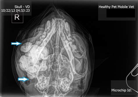 Oral Bone Cancer In Cats Joline Kendall