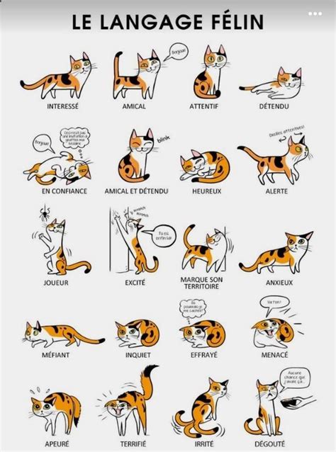 Le Langage Des Chats In 2022 Cat Language Cat Behavior Cat Body