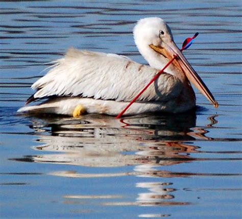 Pelican | The Biggest Animals Kingdom