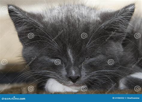 Sleeping Grey Kitten stock photo. Image of whiskers, baby - 4106552