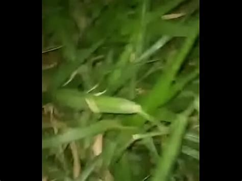 Vegano Safadinho Caindo De Boca No Mato Xvideos