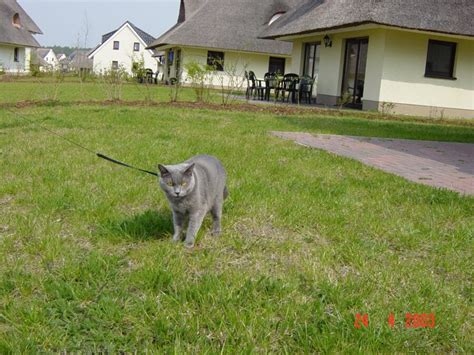 Molly Antonia Von Rolly Polly Pussy Gedenkseite Auf Missupal