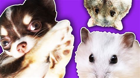 ЧТО ЕСЛИ ЩЕНОК увидит хомяков? Первая реакция, хомяки выросли, щенок ...