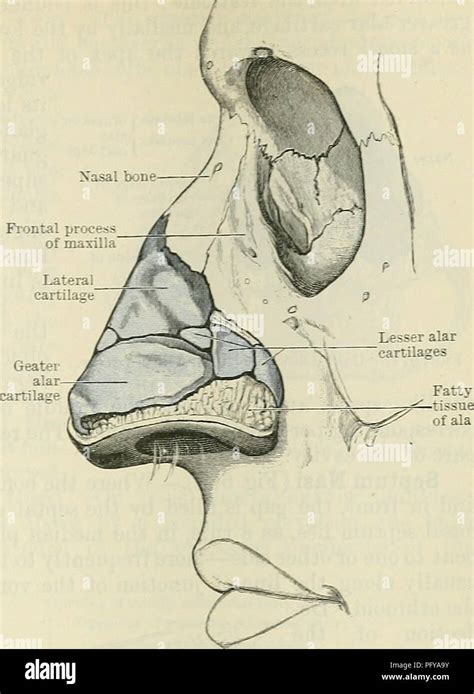 Alar Cartilage Hi Res Stock Photography And Images Alamy